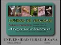 Hongos del Parque 