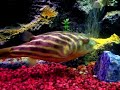 Fahaka puffer eating escargot Fahaka puffer eating escargot