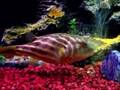 Fahaka puffer eating escargot