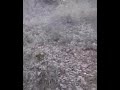 Caza de jabali al agarre en el monte de Azuelo