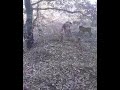 Caza de jabali al agarre en el monte de Azuelo
