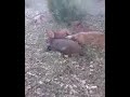 Caza de jabali al agarre en el monte de Azuelo