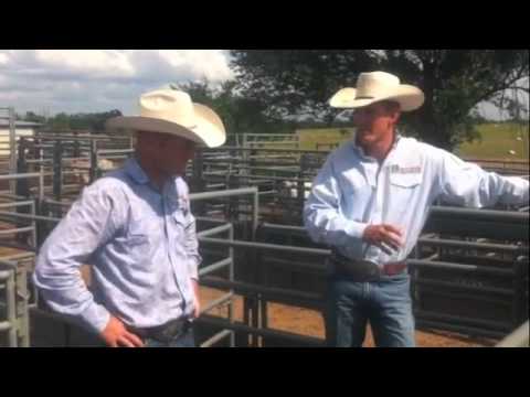 how to train pbr bulls