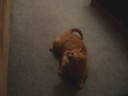 Rose jumps