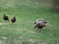 Turkeys