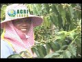 AgriLabor - Hawaii Video