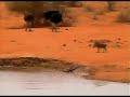 Fatty The Croc Attacks Warthog at Pete\ Fatty The Croc Attacks Warthog at Pete\