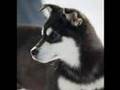 Got to Love Them Puppies 2