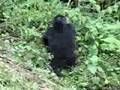 videos de Baby Rwandan Gorilla part2