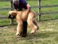 Afgano video
