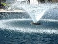 Duck Pond in Irvine, California Duck Pond in Irvine, California