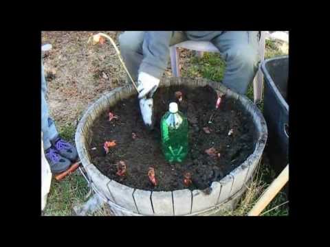 how to split and replant rhubarb