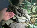Rigan & Lainn: My new T. merianae