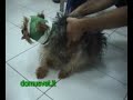 NEUROLOGIA VETERINARIA www.alessandro-prota.blogspot.com