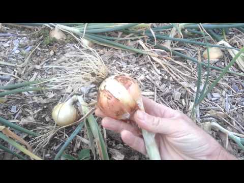 how to store onions after harvest