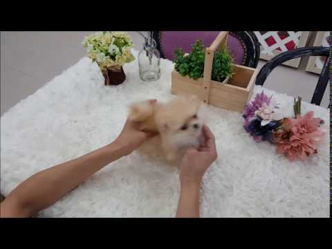 Mimosa Micro Pom Available