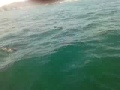 Fuengirola - Dolphin Trip (Short Clip)