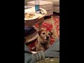 Click here to watch this video Lucy Cries for Food!