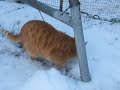 Gatto Mimmo e la neve in giardino (2a parte) Gatto Mimmo e la neve in giardino (2a parte)