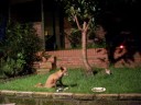 Foxes in my Garden