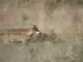 Iberian Wolves