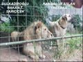 tiger vs lion lairwebs interspecies conflict analysis