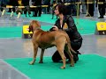 Fila brasileiro