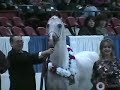 us Arabian Breeding Stallion Championship AOTH (Part 3) us Arabian Breeding Stallion Championship AOTH (Part 3)