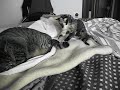 Kitten playing with adult cat\
