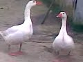 patos patos