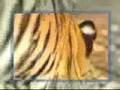 Macaco FDP