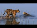 Wildlife Collection 25 - Tiger Spy in the Jungle 2of6 - 2008 - Ep3-3