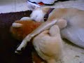 The dog and the lion #2