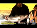 "Samurai I" - Fall Rockfishing for Hooked On OC