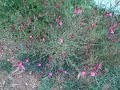 flowers july 8