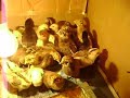 Araucanos/Mestiços: hora de la SIESTA Araucanos/Mestiços: hora de la SIESTA