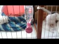 Click here to watch this video れみの育児28 大ちゃんを誘って遊ぶ？育てる？