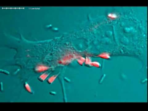 how to fasten effacement