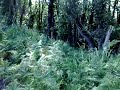 Mungia Mágnificas parcelas individuales URBANIZADAS Mungia Mágnificas parcelas individuales URBANIZADAS