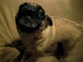 Yoda pug talking and singing his song!