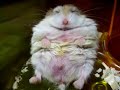 Dreaming Sleepy Hamster