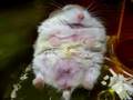 Dreaming-Sleepy-Hams