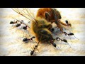 Les écosystèmes menacés - Reportage