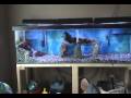 videos de quick scratch built aquarium lid and lights