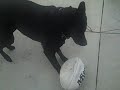 yo and rugbyball yo and rugbyball
