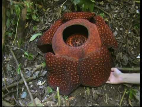 Indonesian Sanctuary Boasts Two Blooming Corpse Flowers photo Indonesian Sanctuary Boasts Two Blooming Corpse Flowers picture
