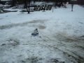 Bogganing in Brockville 2009.mpg