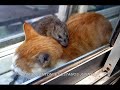 HISTORIA DE AMOR