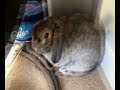 My rabbit and some random photos