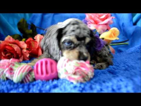 Ariel AKC Blue Merle BLue Eyes Cocker Spaniel Puppy for sale